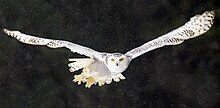 Snowy Owl in Flight, Captive Snowy Flight Burian 3332.jpg