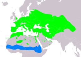 A vadgerle elterjedési területe   költőhely (nyáron)   telelőhely Összeállította: BirdLife International and Handbook of the Birds of the World (2019) 2019