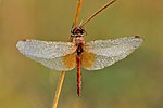 Sympetrum flaveolum – Männchen