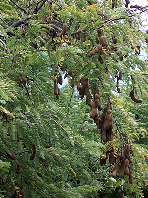 Tamarind tree (Tamarindus indica) with pods