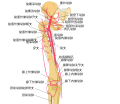 A schema of the arteries of the thigh.