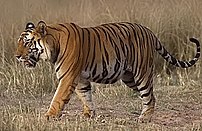 A tiger in India's Bandhavgarh reserve