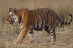  Tigre du Bengale (Panthera tigris tigris)