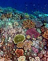 Ce cliché pris dans les eaux du Timor montre bien ici la diversité des communautés coralliennes que l'on peut retrouver au sein des mers tropicales du globe.