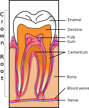 Sagittal section of a tooth