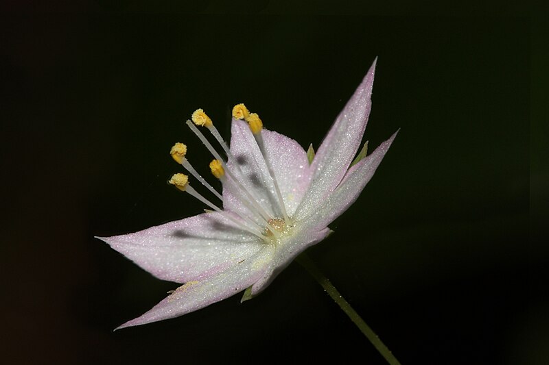 trientalis latifolia