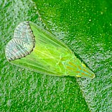 Neznana vrsta (Tropiduchidae)