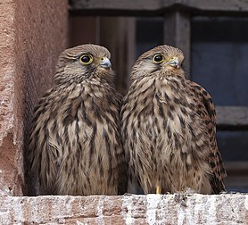 Jeunes faucons crécerelles attendant leur nourriture. (définition réelle 2 151 × 1 952)