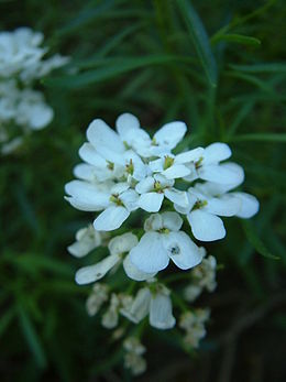 Visžalė rudgrūdėlė (Iberis sempervirens)