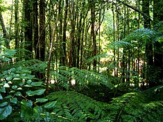 Sous-bois de l'écorégion de la forêt valdivienne.