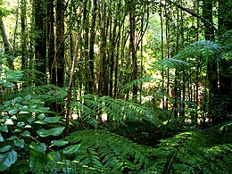 Valdivian temperate rainforest (Image: Albh)