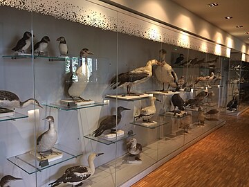 Vitrine des oiseaux du littoral.