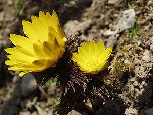 복수초 (Adonis amurensis)