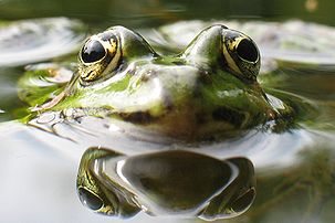 Une grenouille verte (Rana esculenta) (définition réelle 1 080 × 720)