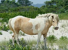 Wild Pony at Assateague.jpg