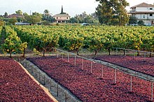 Sun-drying of Zante currant on Zakynthos Zante currant drying in Tsilivi.jpg