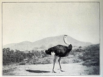 Ostrich bromming