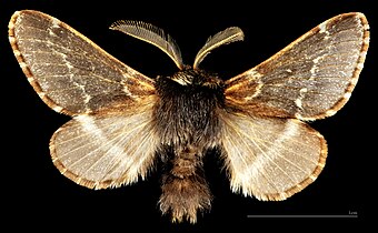 Poecilocampa populi f. semova dorsal MHNT