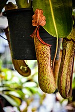 tropical pitcher plants Genus Nepenthes in thailand