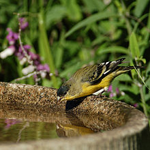 ♂ малый goldfinch.jpg