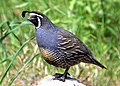 069 - CALIFORNIA QUAIL canet rd, sloco, ca (8718696139) .jpg