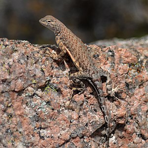 Texas greater earless lizard (Cophosaurus t. texanus), female, Llano County, Texas (26 April 2022)