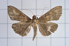 Omiodes noctescens