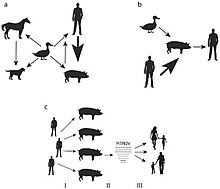 Nelson, M. I., & Vincent, A. L. (2015). Reverse zoonosis of influenza to swine: new perspectives on the human-animal interface. Trends in microbiology, 23(3), 142-153. https://doi.org/10.1016/j.tim.2014.12.002 A model for the ecology of influenza A viruses.jpg