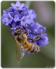 abeille