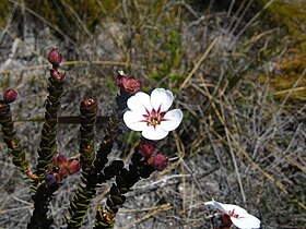 Adenandra villosa