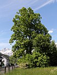 Winterlinde (Tilia cordata)