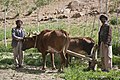Afganų ūkininkai