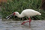 Miniatura para Platalea alba