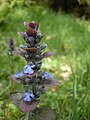 Ajuga reptans? -Danny S.