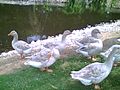 American buff geese at five months old in August 2007 (Moved to Commons on 29 May 2010.).