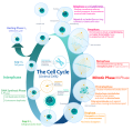 Celcyclus met beschrijving van de processen in elke fase.