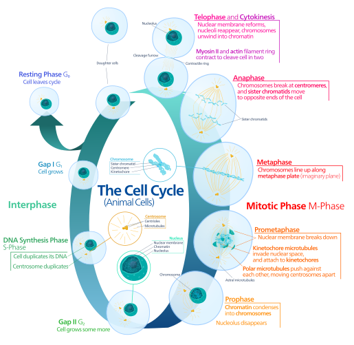 Схема клеточного цикла эукариот