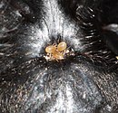 Aranya toro parasitada per àcars del gènere Androlaelaps
