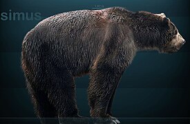 Гигантский короткомордый медведь (реконструкция)