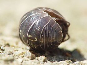 خرخاکی معمولی ( Armadillidium vulgare ) از گلوله‌ای که هنگام جمع شدن شبیه آن است نام‌گذاری شده‌است.