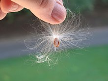 Asclepias syriaca seeds, showing the coma of hairs in its pappus Asclepias syriaca (fruits and seeds) D130902 closeup.jpg