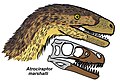 Atrociraptor