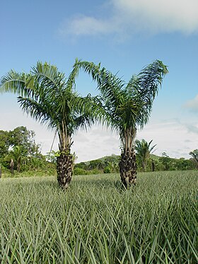 Attalea phalerata em plantação de abacaxi em Turiaçu, no Maranhão, no Brasil