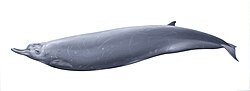 ミナミツチクジラ