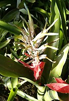 Billbergia macrocalyx