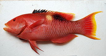 Bodianus perditio.