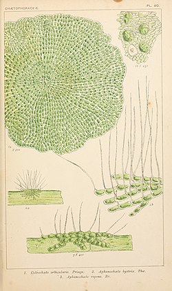 Coleochceie orbicularis