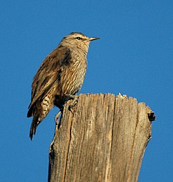 Eukalyptuskiipijä (Climacteris picumnus)