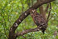 Parc national des Sundarbans, Inde et Bengale Occidental