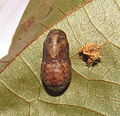 Chrysalis